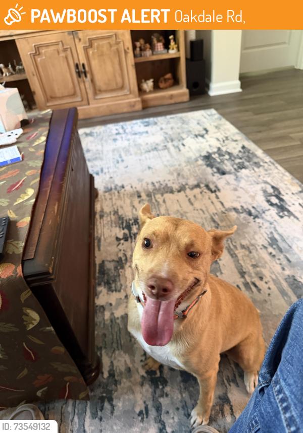 Found/Stray Male Dog last seen Sutton Farm community, Oakdale Rd,  28463