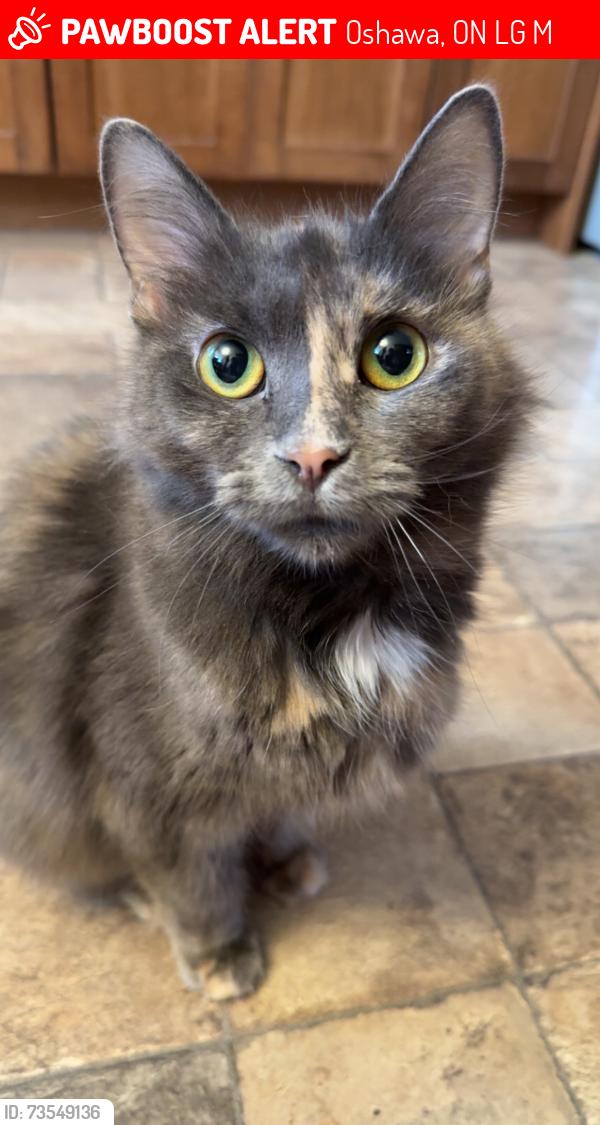Lost Female Cat last seen Law Street Oshawa, Oshawa, ON L1G 4M4