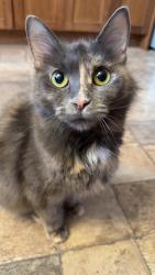 Lost Female Cat last seen Law Street Oshawa, Oshawa, ON L1G 4M4