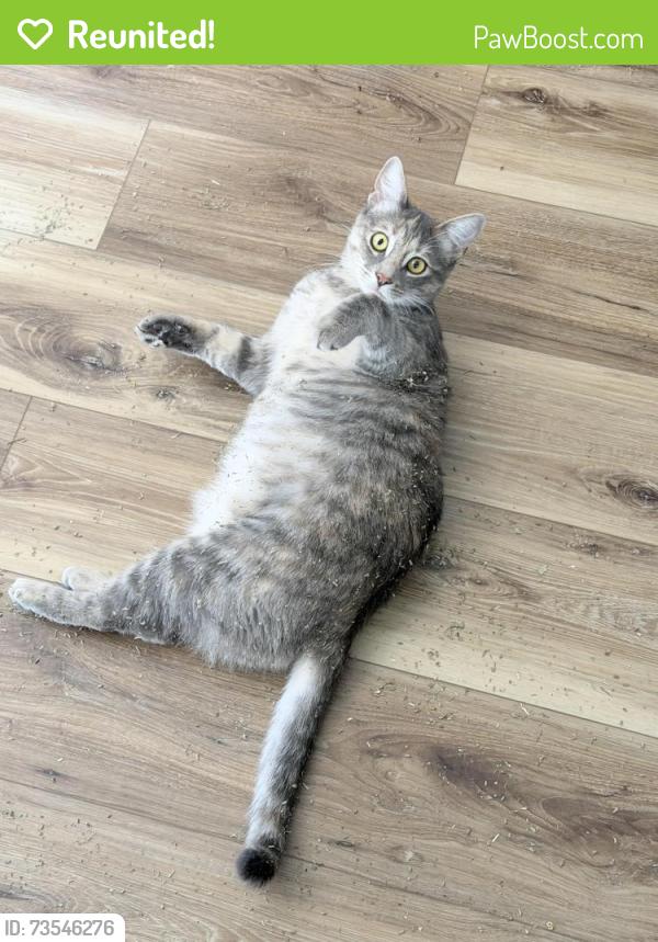 Reunited Female Cat last seen Telegraph and Monroe st, Monroe, MI 48162