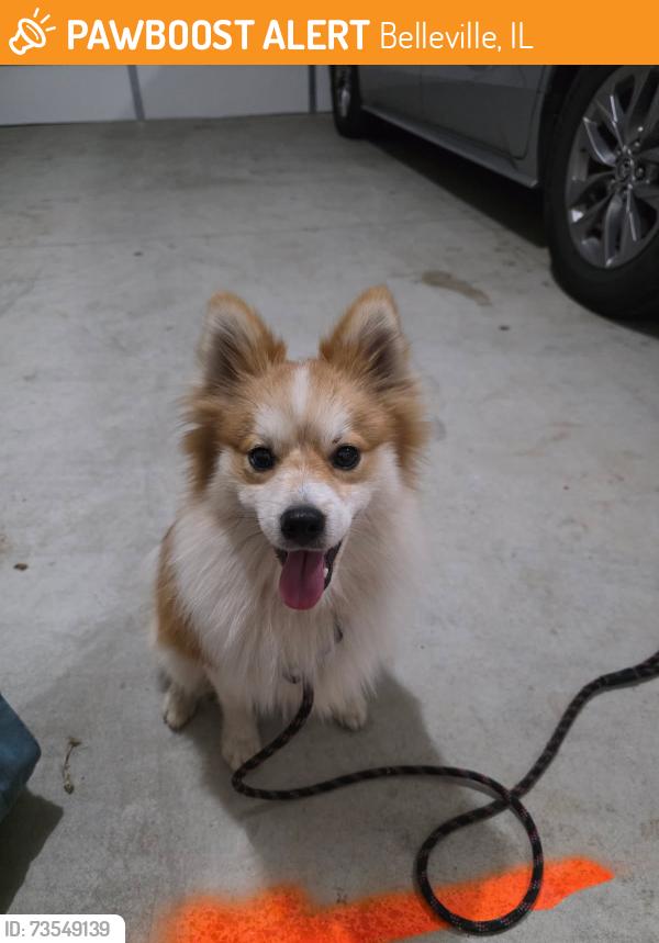 Found/Stray Male Dog last seen Near Dakota Drive, Belleville, IL 62221