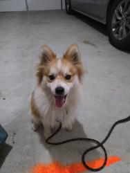 Found/Stray Male Dog last seen Near Dakota Drive, Belleville, IL 62221