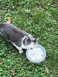 Found/Stray Unknown Cat last seen Whiskey bottom and Baltimore 1, Laurel, MD 20723