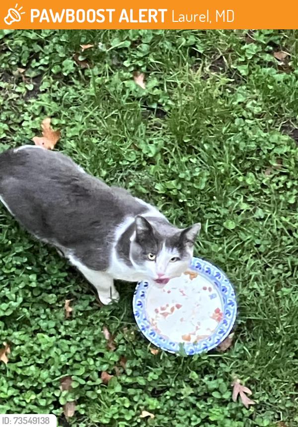 Found/Stray Unknown Cat last seen Whiskey bottom and Baltimore 1, Laurel, MD 20723