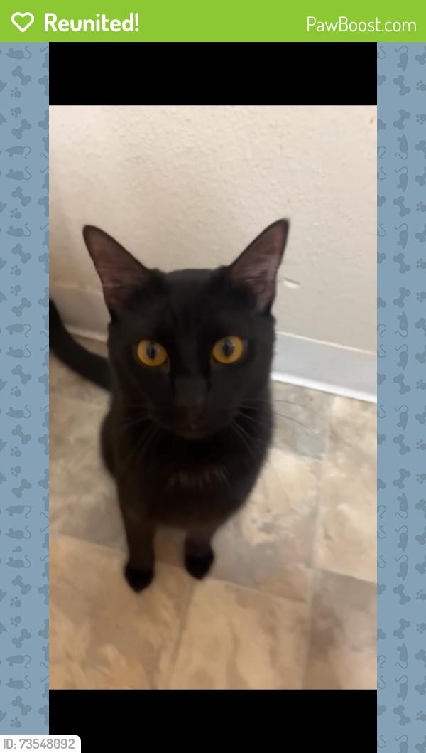 Reunited Male Cat last seen Palmquist, Gresham, OR 97080