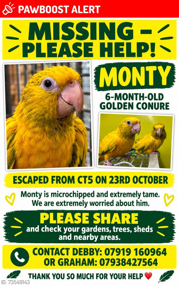Lost Male Bird last seen Pharmacy Macdonald Parade, Seasalter, England CT5 4SL