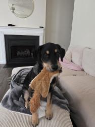 Reunited Male Dog last seen Pepperbush dr, Fayetteville, NC 28304