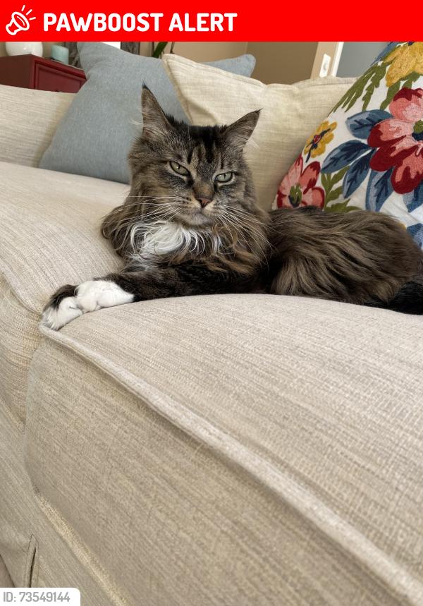 Lost Female Cat last seen Pine Lake ests West Bloomfield, MI, West Bloomfield Township, MI 48323
