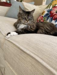 Lost Female Cat last seen Pine Lake ests West Bloomfield, MI, West Bloomfield Township, MI 48323