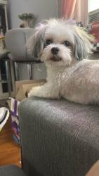 Lost Female Dog last seen Near west new york Nj, West New York, NJ 07093