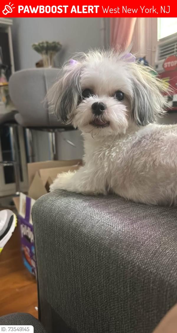 Lost Female Dog last seen Near west new york Nj, West New York, NJ 07093