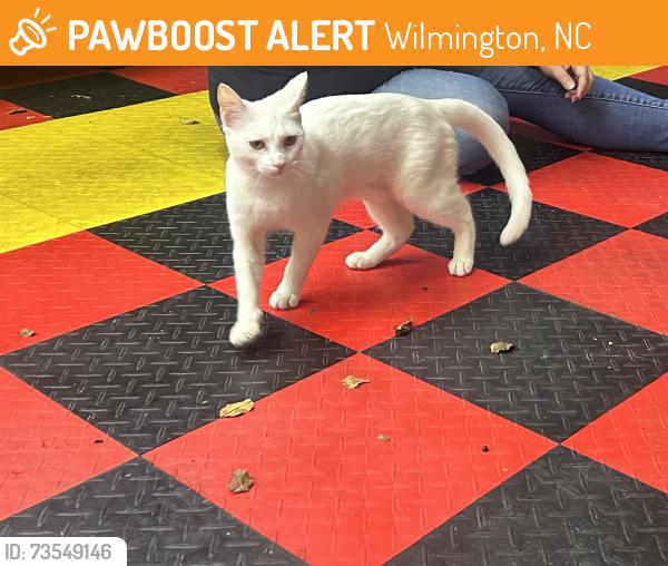 Found/Stray Female Cat last seen Mallard crossing & wood duck circle, Wilmington, NC 28409