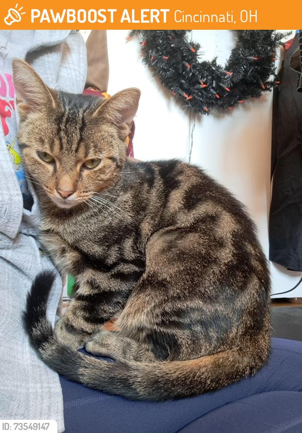 Found/Stray Female Cat last seen Copperfield lane, Delshire elementary school, Cincinnati, OH 45238
