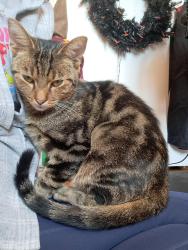 Found/Stray Female Cat last seen Copperfield lane, Delshire elementary school, Cincinnati, OH 45238
