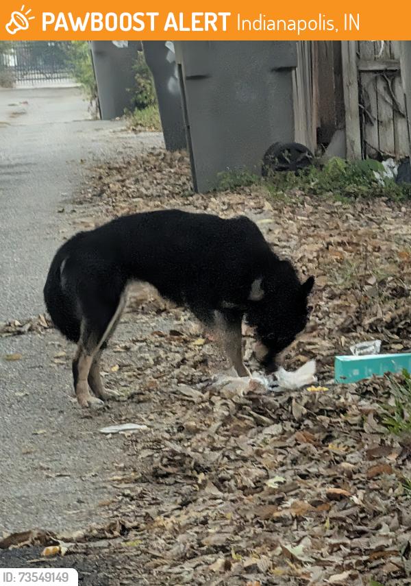 Found/Stray Unknown Dog last seen 32nd/31st block in alley between Kenwood and capitol ave, Indianapolis, IN 46208