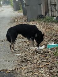 Found/Stray Unknown Dog last seen 32nd/31st block in alley between Kenwood and capitol ave, Indianapolis, IN 46208
