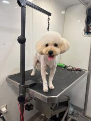 Reunited Male Dog last seen Hunters creek blvd, Orlando, FL 32837