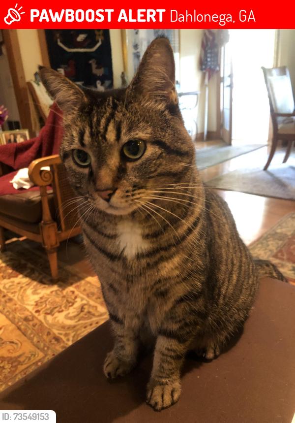 Lost Male Cat last seen Settlers run near hwy 19n, Dahlonega, GA 30533