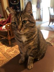 Lost Male Cat last seen Settlers run near hwy 19n, Dahlonega, GA 30533