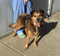 Shelter Stray Male Dog last seen Near BLOCK KLONDIKE LANE, 3528 Newburg Rd, Louisville, KY 40218, USA