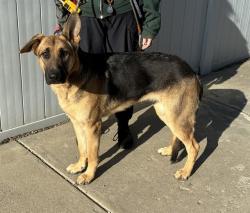 Shelter Stray Female Dog last seen Near BLOCK CANE RUN ROAD, 3528 Newburg Rd, Louisville, KY 40218, USA