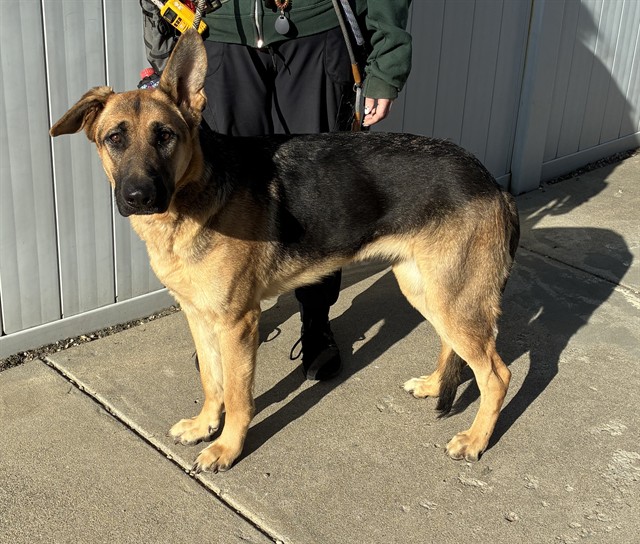 Shelter Stray Female Dog last seen Near BLOCK CANE RUN ROAD, 3528 Newburg Rd, Louisville, KY 40218, USA