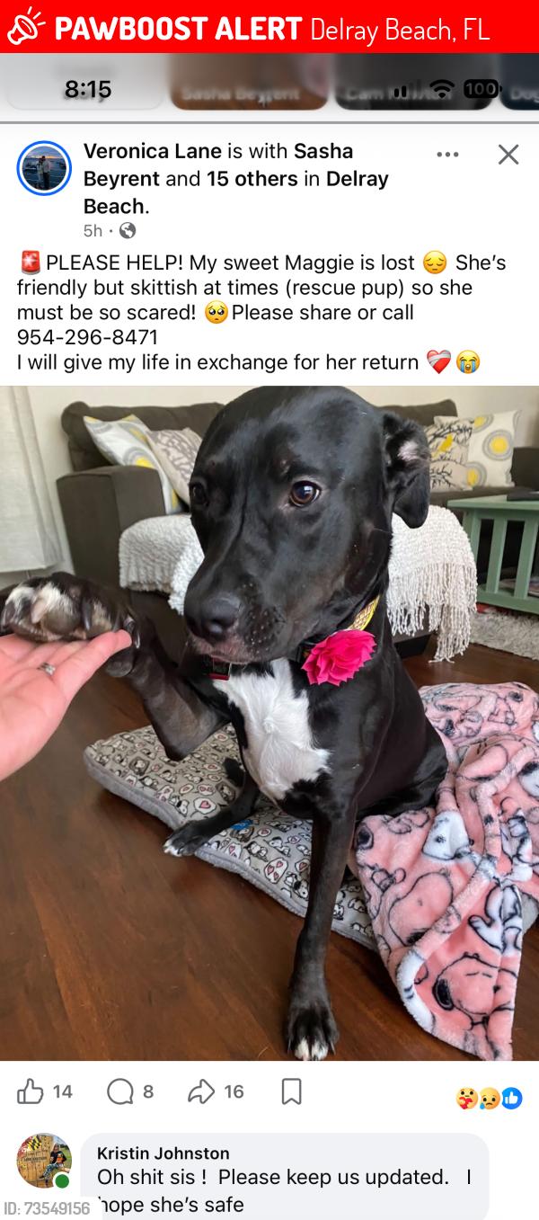 Lost Female Dog last seen Spanish Wells Community Delray Beach, Delray Beach, FL 33445