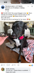 Lost Female Dog last seen Spanish Wells Community Delray Beach, Delray Beach, FL 33445