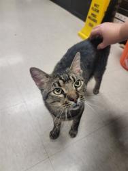 Shelter Stray Male Cat last seen Near BLOCK BRADDOCK DR, 10521 Baur Blvd, Olivette, MO 63132, USA