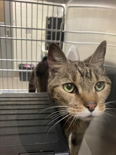 Shelter Stray Female Cat last seen Near BLOCK S BLUFF AVE, WICHITA KS 67218, 3303 N Hillside St, Wichita, KS 67219, USA