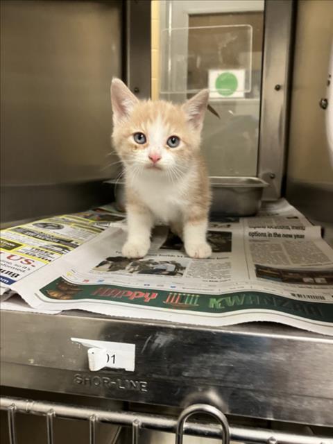 Shelter Stray Male Cat last seen Near BLOCK S OAK ST, WICHITA KS 67213, 3303 N Hillside St, Wichita, KS 67219, USA