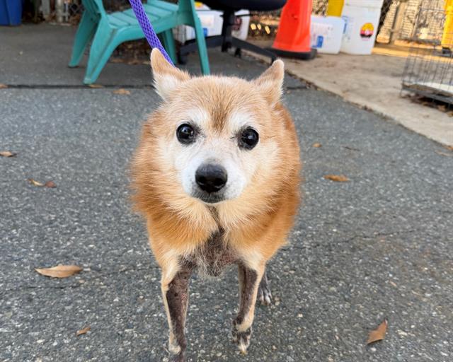 Shelter Stray Female Dog last seen CHARLOTTE, 8315 Byrum Dr, Charlotte, NC 28217, USA
