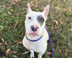 Shelter Stray Female Dog last seen CHARLOTTE, 8315 Byrum Dr, Charlotte, NC 28217, USA