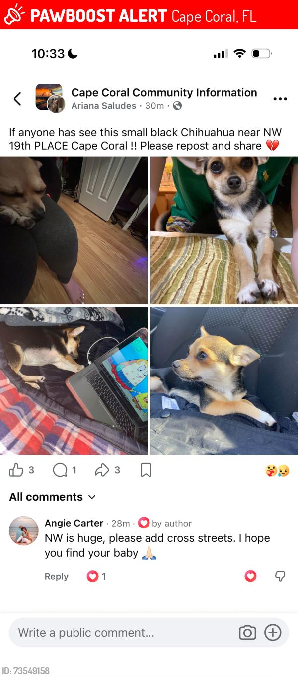 Lost Female Dog last seen NW 19th PL, Cape Coral, FL 33993