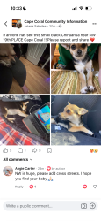 Lost Female Dog last seen NW 19th PL, Cape Coral, FL 33993