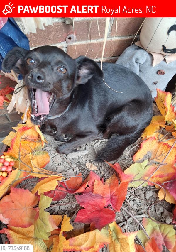 Lost Female Dog last seen Raleigh Royal acres, Royal Acres, NC 27610