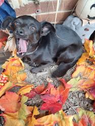 Lost Female Dog last seen Raleigh Royal acres, Royal Acres, NC 27610