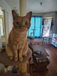 Reunited Male Cat last seen Wilkins ave albany, Albany, NY 12211