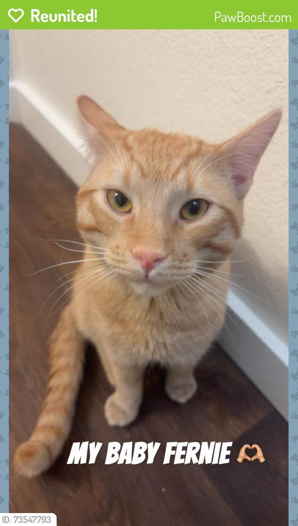 Reunited Male Cat last seen Apache rd and Hopi ct, Henderson, CO 80640