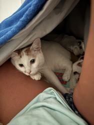 Lost Male Cat last seen Newsome road, King, NC 27021
