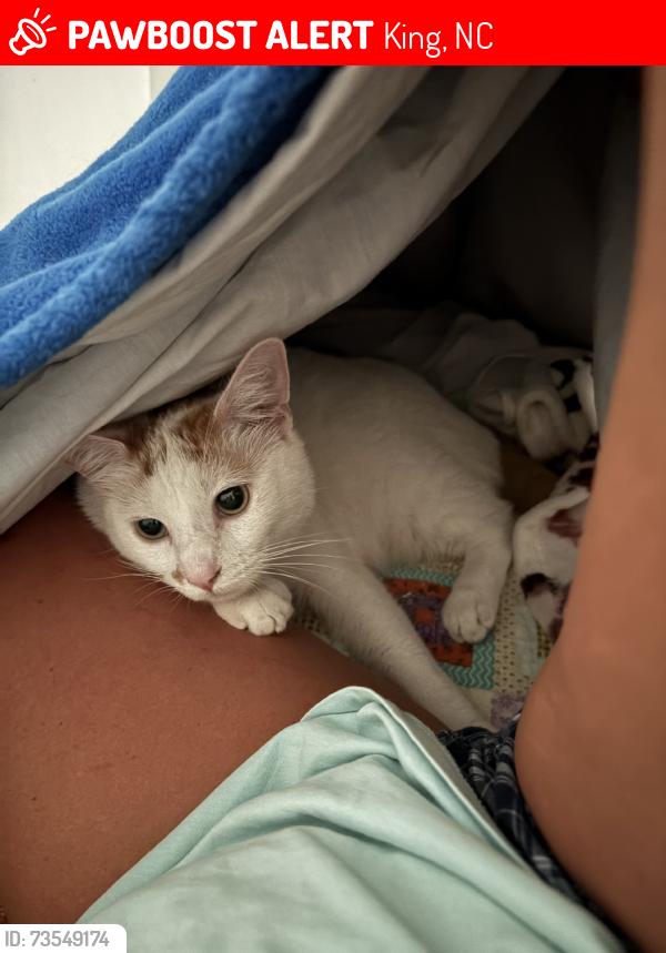 Lost Male Cat last seen Newsome road, King, NC 27021