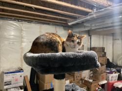 Reunited Female Cat last seen Airdrie, Southwinds, AB T4B 2Z8
