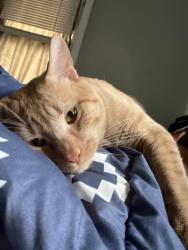 Reunited Male Cat last seen Davis St, Danbury, CT 06810, USA, Danbury, CT 06810