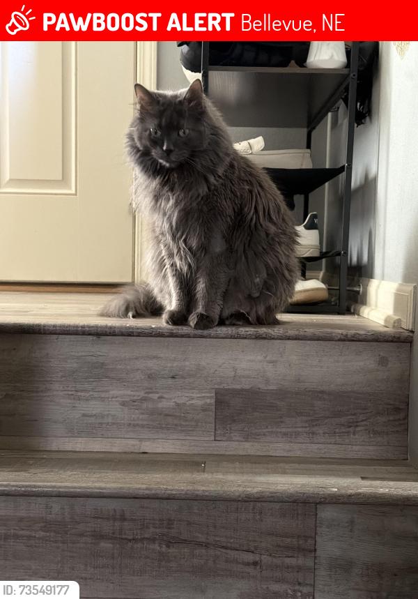 Lost Female Cat last seen 44th, Bellevue, NE 68133