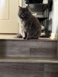 Lost Female Cat last seen 44th, Bellevue, NE 68133