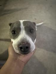 Reunited Female Dog last seen Windmill Dr Killeen Tx, Killeen, TX 76549
