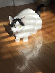 Lost Male Cat last seen New Meadow Road/Ferrier Ave, back of Heritage, Barrington, RI 02806