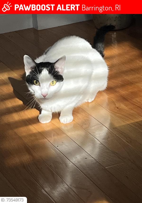 Lost Male Cat last seen New Meadow Road/Ferrier Ave, back of Heritage, Barrington, RI 02806