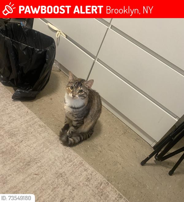 Lost Female Cat last seen Near wortman ave, Brooklyn, NY 11207