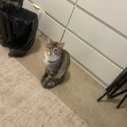 Lost Female Cat last seen Near wortman ave, Brooklyn, NY 11207